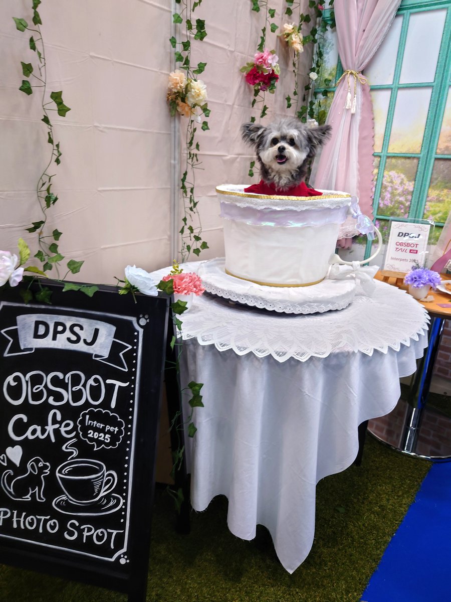 ＼「#インターペット2025」開催中／ 
日本最大級の国際ペット産業見本市、インターペットが本日より一般公開！
”OBSBOT Tail Air”をご体験いただけるDPSJブースでは、アフタヌーンティー🫖をテーマにした撮影スポットが大人気です。
お越しの方はぜひお立ち寄りください✨
dpsj.co.jp/2025/03/13/309…
