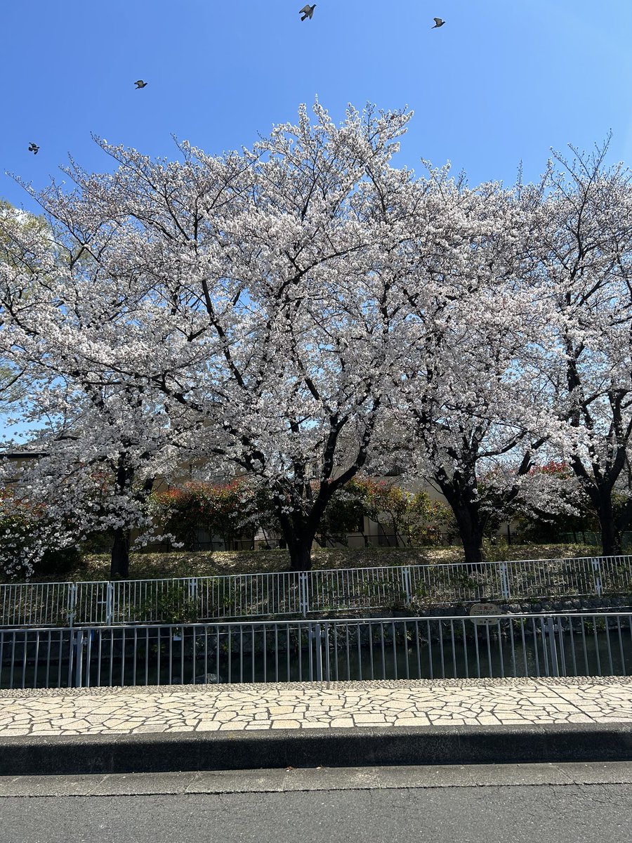 桜満開です