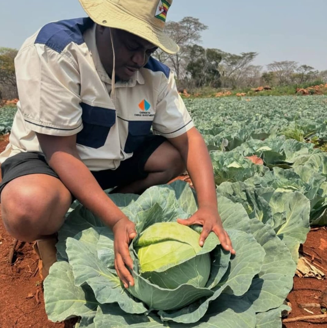 Mudhumeni Wabantu: (@celinahatidani) on Twitter photo Fridays are considered by many working farmers as the start of their week,they knock of early to prepare to go down to their farms. They utilise the whole weekend. Bravo to our farmers. Happy weekend
Pic credit : #Syngenta Fabiola f1 <a href="/ZFCLimited/">ZFC Limited</a>
<a href="/BVChironga/">Farmercist🐔🐏🐎🐂🐑🐐💊💊💉💉</a>
<a href="/boltonkudzi/">Bolton Kudzai Kakava</a> Fridays are considered by many working farmers as the start of their week,they knock of early to prepare to go down to their farms. They utilise the whole weekend. Bravo to our farmers. Happy weekend
Pic credit : #Syngenta Fabiola f1 <a href="/ZFCLimited/">ZFC Limited</a>
<a href="/BVChironga/">Farmercist🐔🐏🐎🐂🐑🐐💊💊💉💉</a>
<a href="/boltonkudzi/">Bolton Kudzai Kakava</a>