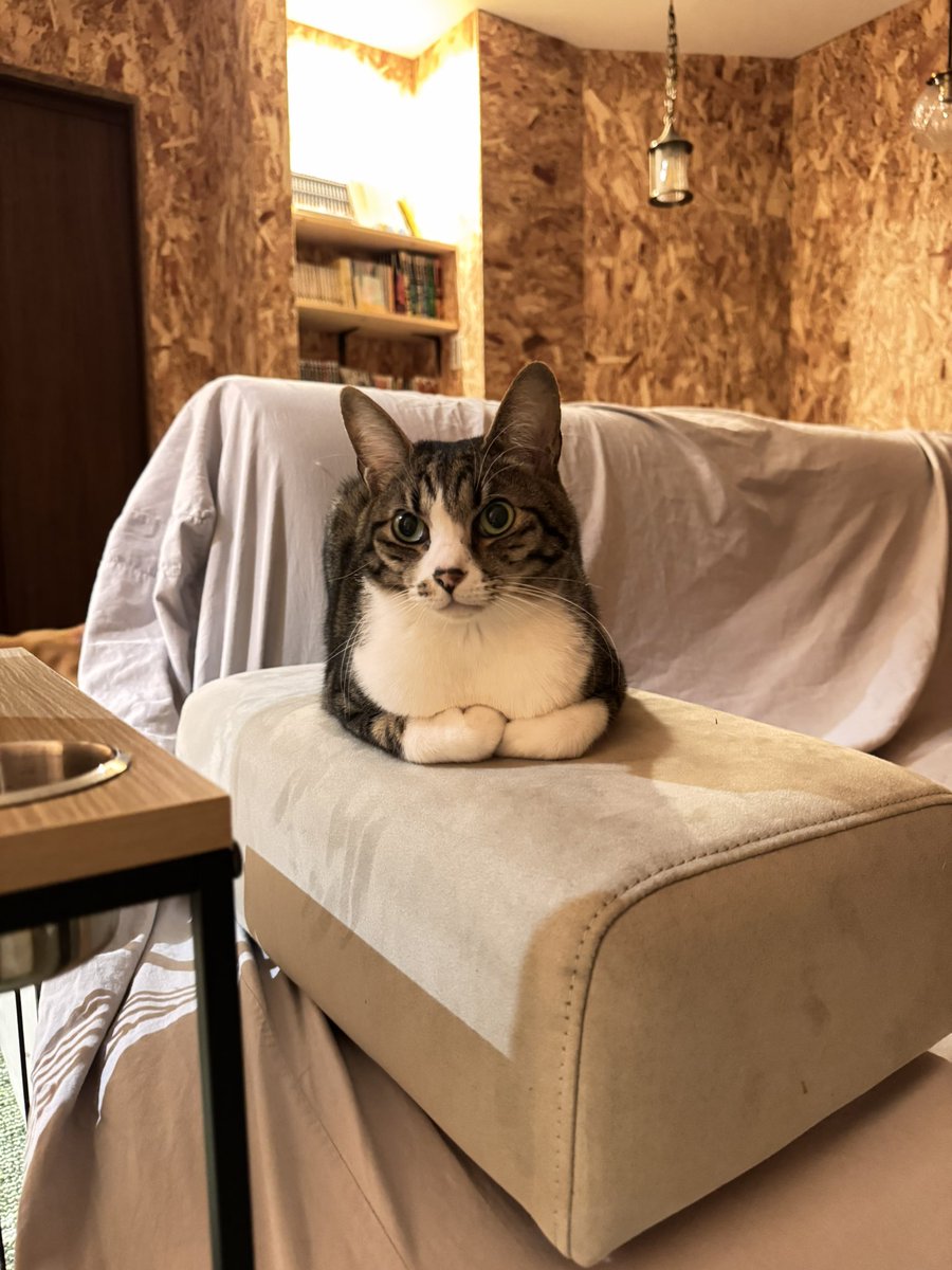 営業時間以外はソファにカバーをしているんですが、あ・え・て　そこに座ってくれる猫たちは可愛くて堪りません…🤬(おっと…

顔立ちの良いパトリック、改めて里親さん探し頑張るよ！

本日も12時〜営業しておりますので、ぜひご来店お待ちしております🤲