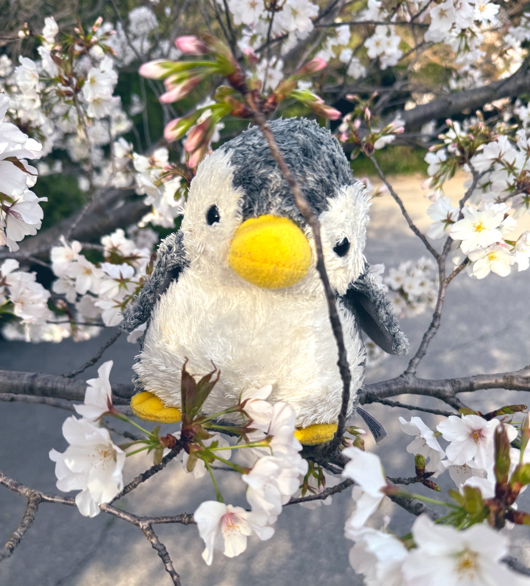 はなぺん - البحث / X