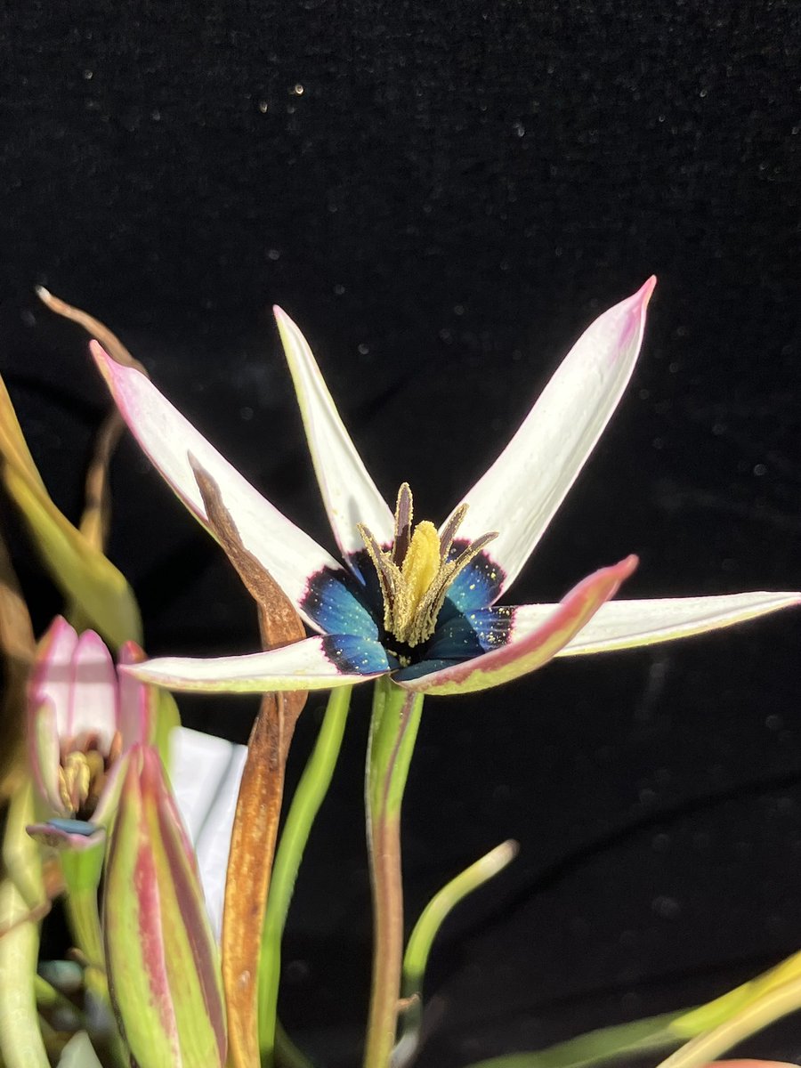 plantsdata2's tweet photo. 色々スピロキシネ・カペンシス https://t.co/vu0FkpTnLD