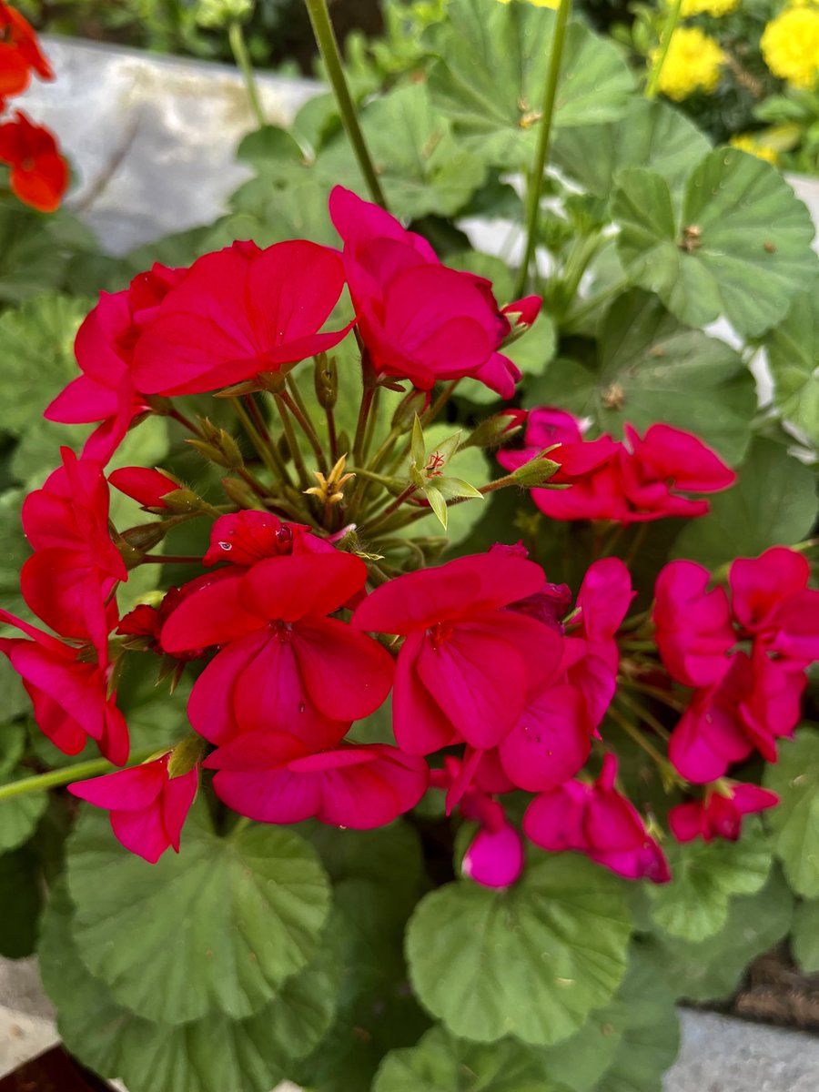 RBakshee's tweet photo. Paint your #morning with #beauty
#Day is going to be fragrant
#FridayBliss https://t.co/SV0FjrwB2s