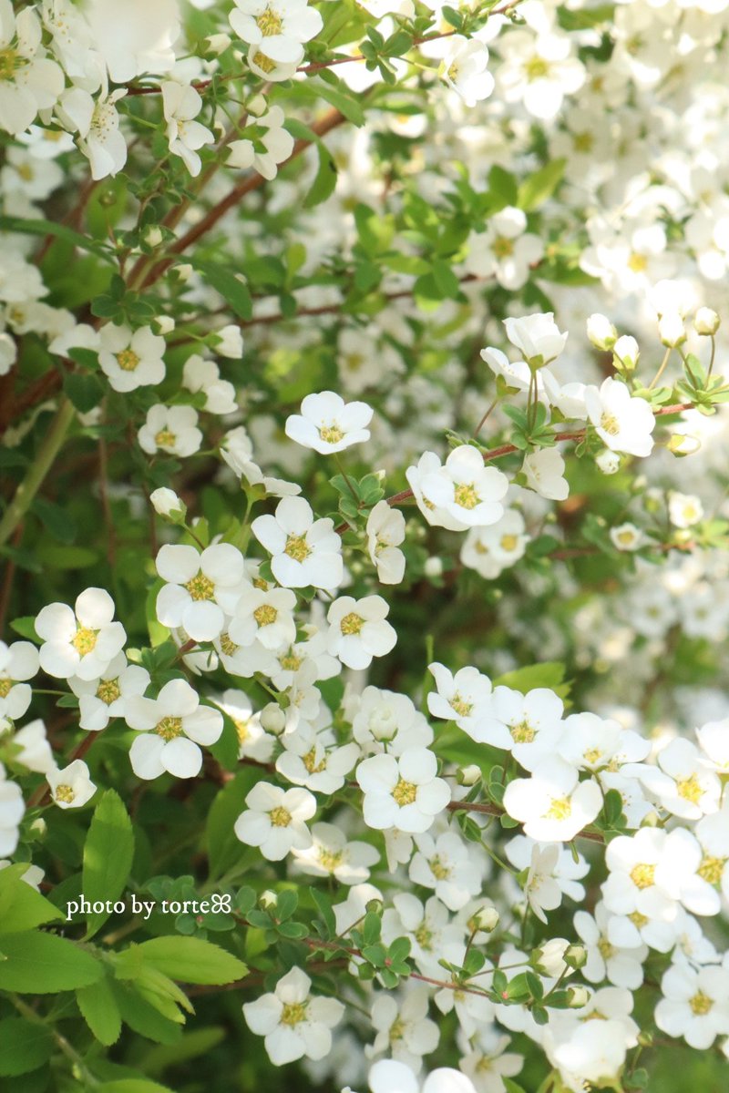 🌱｡*❅

      物語の最後は
         𝐻𝑎𝑝𝑝𝑦 𝑒𝑛𝑑だよ(ꕤ ॑꒳ ॑*)⋆*❤︎

　　　　　　　     ❅*⋆ ﾕｷﾔﾅｷﾞꔛ*🌱❅