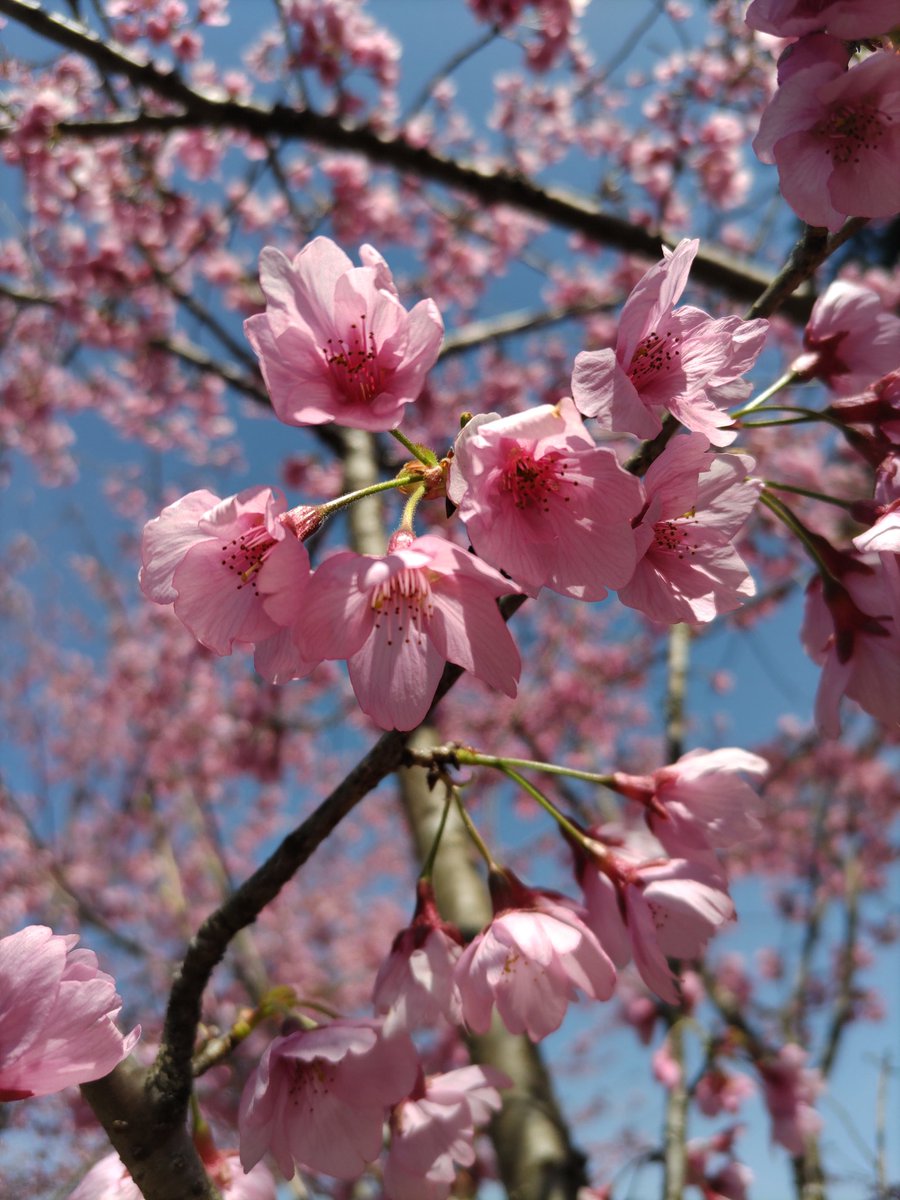 桜満開 葉桜となってしまいましたが、今年の満開の桜をご覧ください