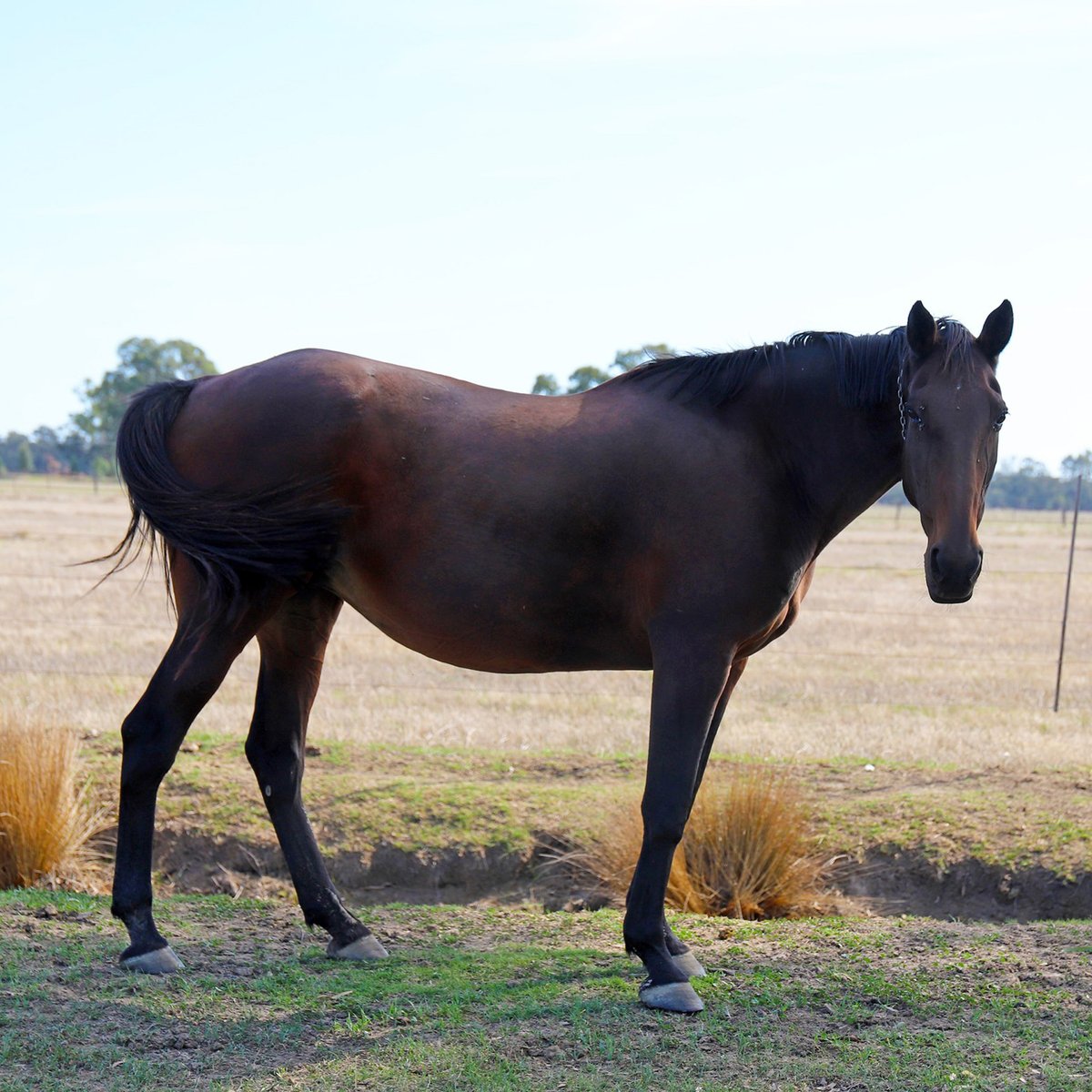 Farewell to a Champion – Tailamade Lombo

We are deeply saddened by the passing of the great Tailamade Lombo at the age of 30. A true champion on the track, she captured hearts with her brilliance, speed, and determination, etching her name into harness racing history.

Alabar