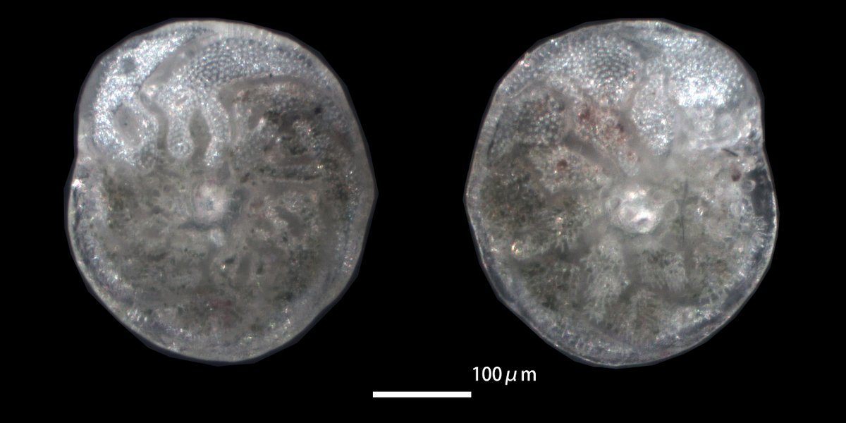 Amphistegina lessonii
tidal pool, Natsui, Shibushi-cho, Shibushi City, Kagoshima Prefecture, Kyushu, Southwest Japan
#ForamFriday#foraminifera#有孔虫#底生有孔虫