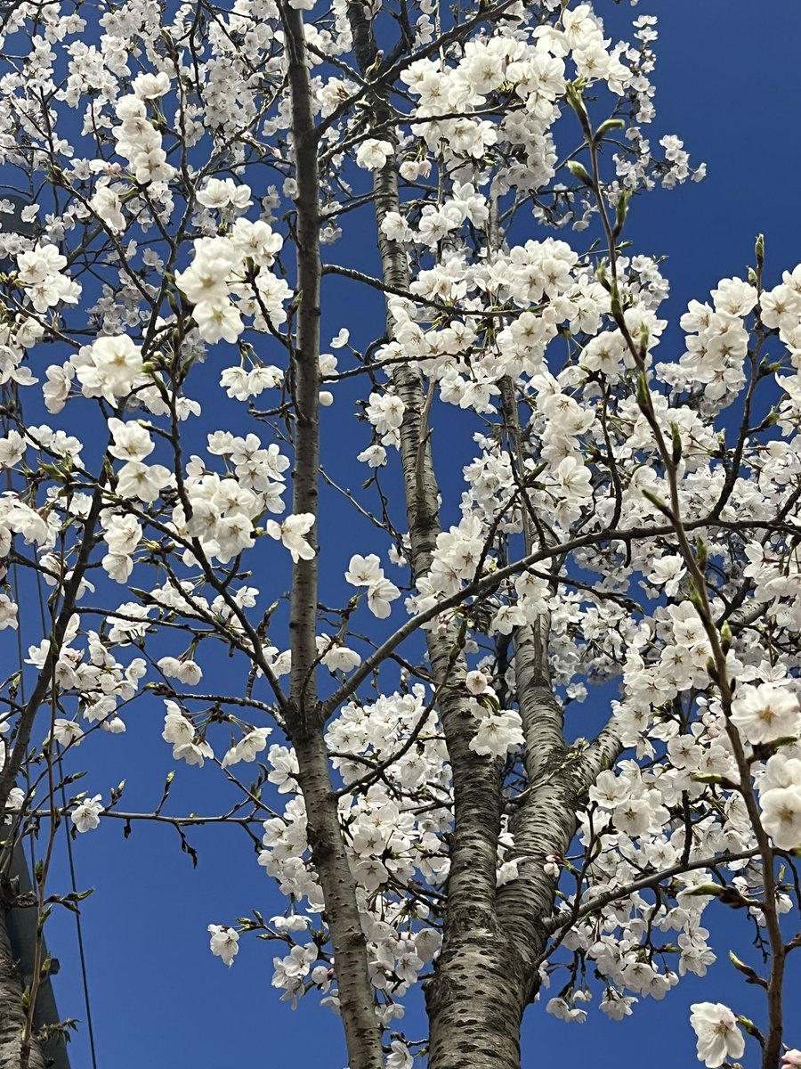 💙🩵재현아 진짜 봄이 왔어🩵💙