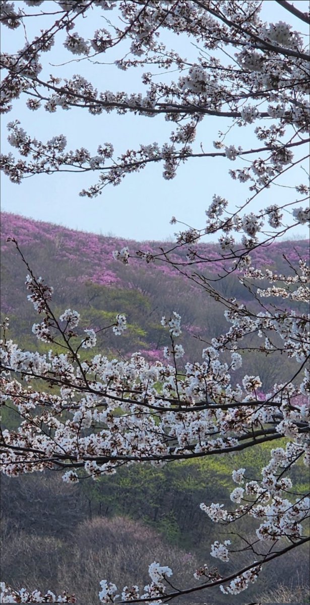 이제는....
이 따스한 봄을....
느긋한 맘으로 느껴도 되겠네요.
모두 정말 고생 많으셨네요.
많은 분들이 오늘 밤은 
쏘주 한 잔 하시겠지요.🍶