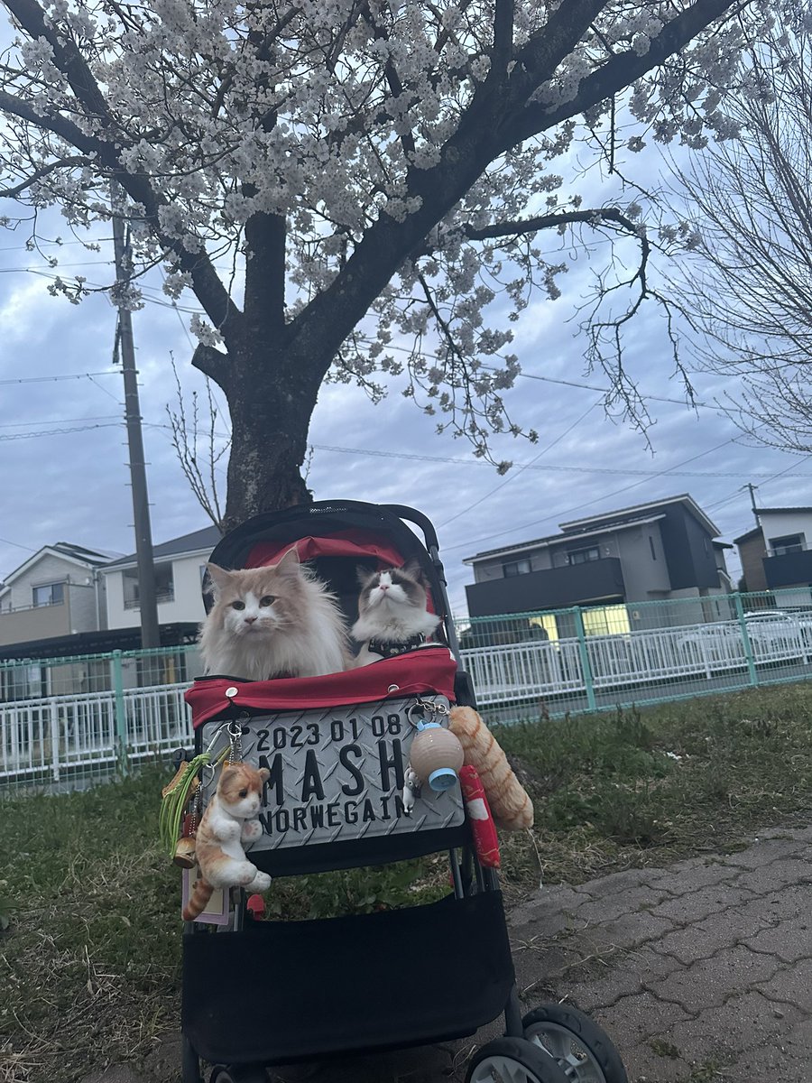桜の季節ですニャ〜🐱