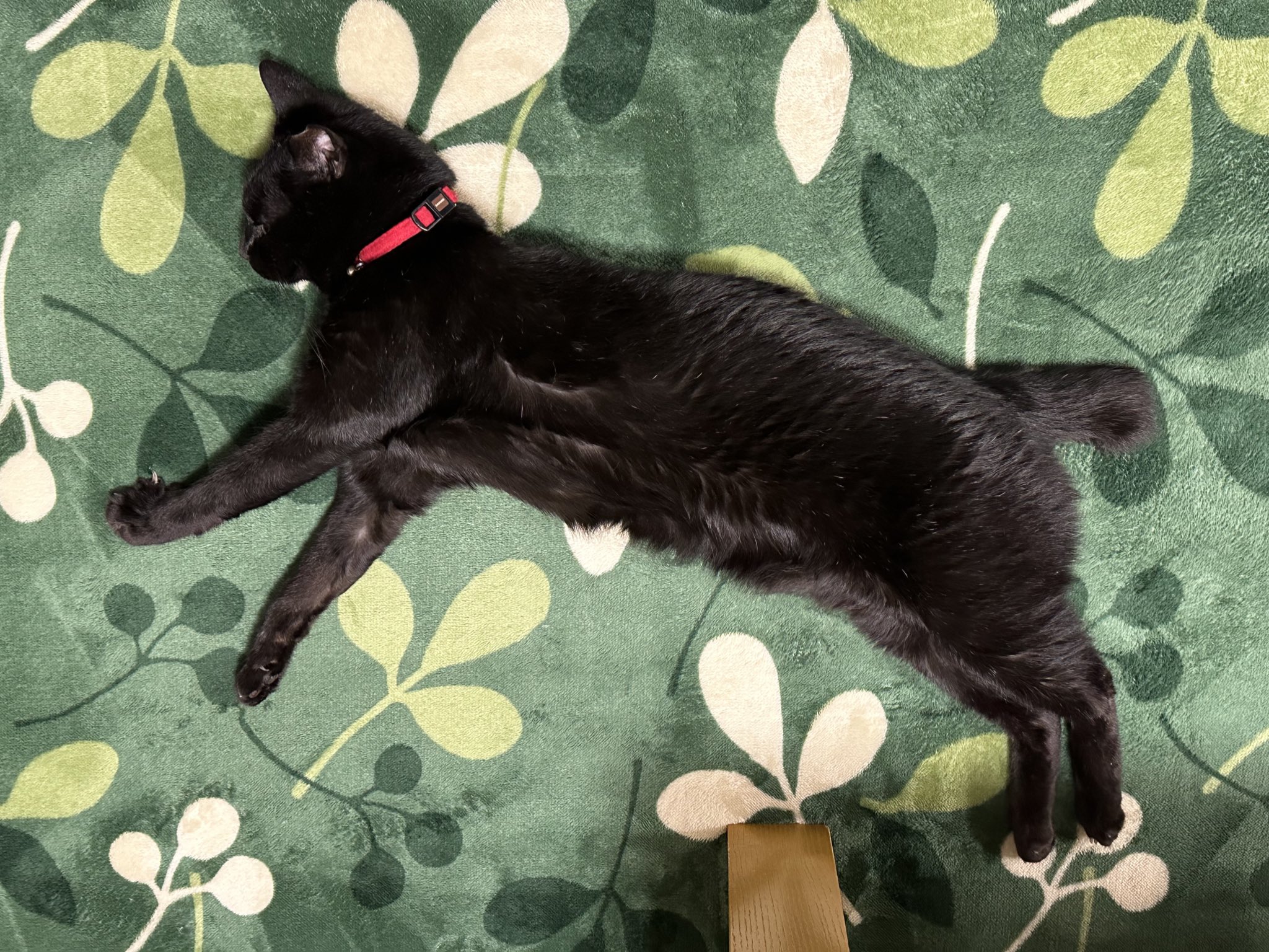 黒猫 on X: 