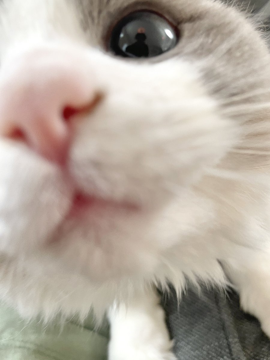 子猫、撮影してたら近寄ってくるの可愛すぎる…