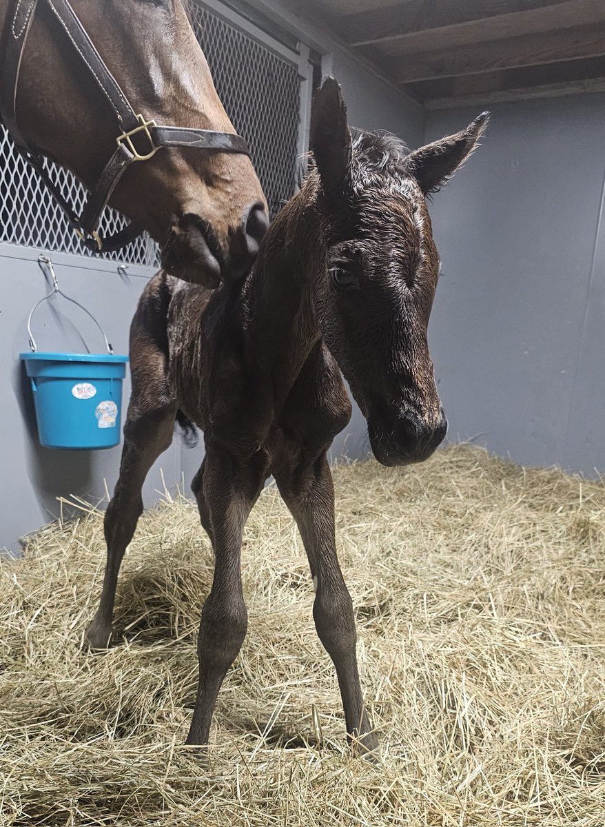 Endeavor Farm KY (@endeavorfarmky) on Twitter photo #firsttimemom Sly Girl welcomed this monster sized Mo Donegal colt this evening in between the raindrops and on her #duedate tonight. Congratulations to Circle Bar H on the awesome new addition! #foalsof2025 #RainyBaby #stormborn <a href="/spendthriftfarm/">Spendthrift Farm</a> #firsttimemom Sly Girl welcomed this monster sized Mo Donegal colt this evening in between the raindrops and on her #duedate tonight. Congratulations to Circle Bar H on the awesome new addition! #foalsof2025 #RainyBaby #stormborn <a href="/spendthriftfarm/">Spendthrift Farm</a>