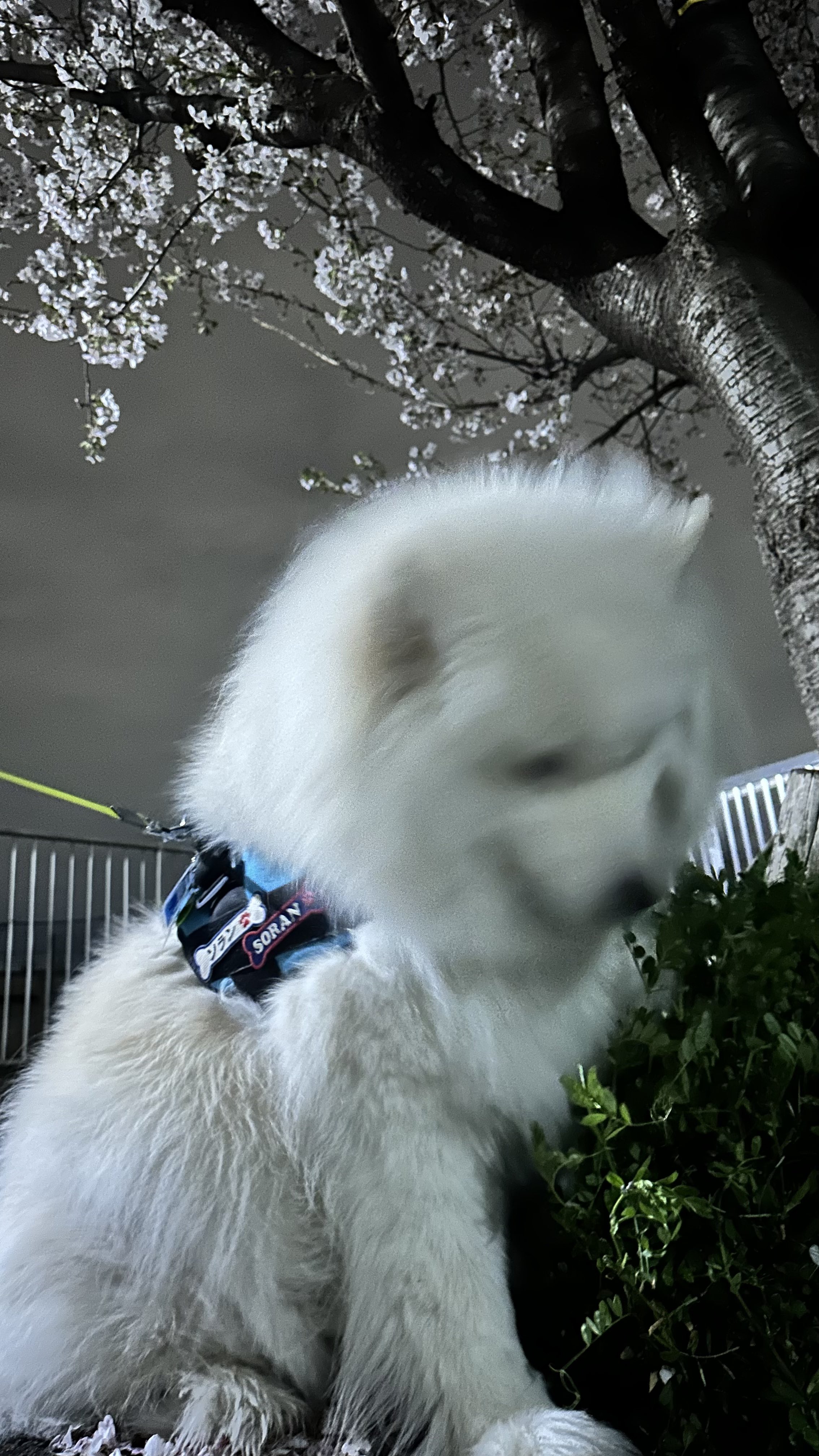 サモエドのソラン soran the samoyed (@samoedsoran) / X サモエドのソラン soran the samoyed (@samoedsoran) / X