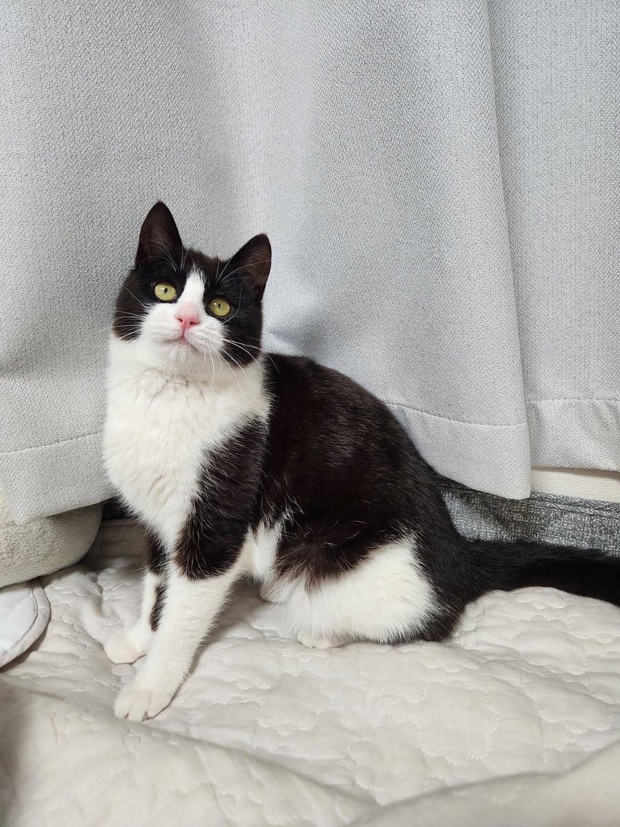 또한, 평생 가족을 찾는 보름이 이야기도 한 번씩 공유 부탁드리겠습니다. 태어나 처음 맞이는 봄날, 가족들과 모두 헤어진 보름이에게 다시 한 번 따스한 온기가 찾아오면 좋겠습니다.

m.cafe.naver.com/ilovecat/80370… 

#가족_찾는_보름이 #고양이_입양 #사지말고_입양하세요