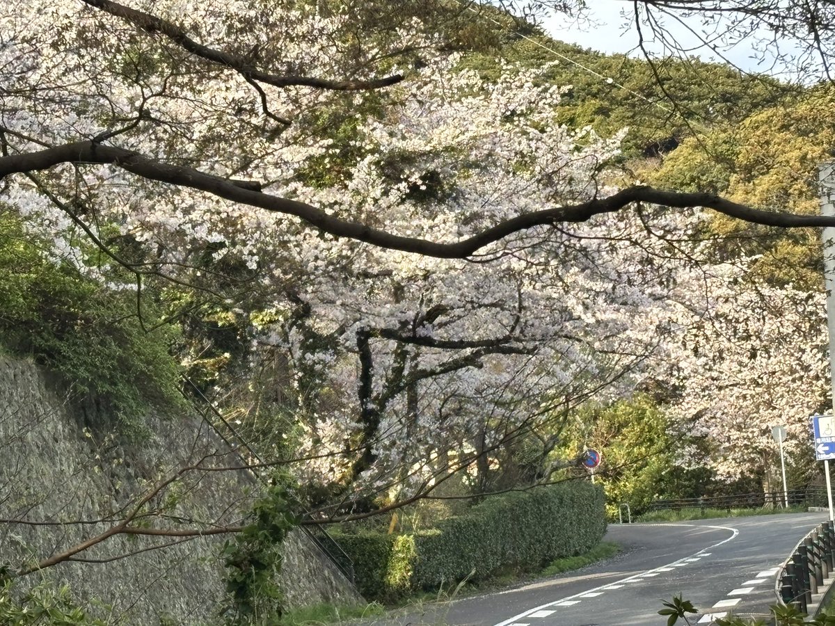 sarakuracable's tweet image. 2025年4月4月(金)
皿倉山ケーブルカー山麓駅周辺の桜も満開です🌸✨
お天気が続きそうですので、お弁当を持ってピクニックでもいかがでしょうか☺️
#皿倉山ケーブルカー
#桜