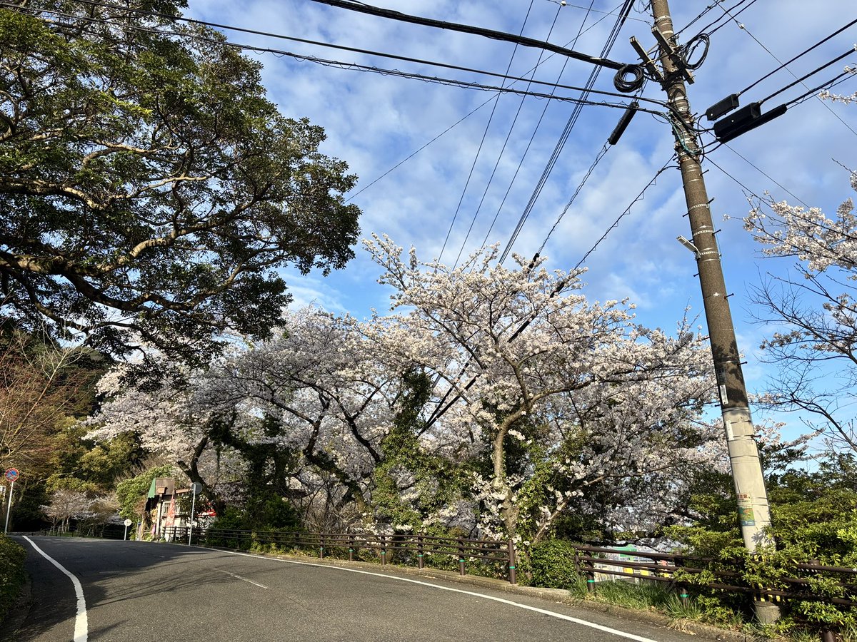 sarakuracable's tweet image. 2025年4月4月(金)
皿倉山ケーブルカー山麓駅周辺の桜も満開です🌸✨
お天気が続きそうですので、お弁当を持ってピクニックでもいかがでしょうか☺️
#皿倉山ケーブルカー
#桜