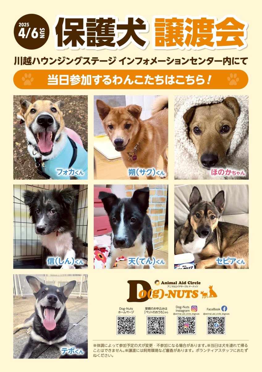 #譲渡会のお知らせ です！
今度の日曜日、4/6(日)川越ハウジングステージさんのインフォメーションセンター内でDogNuts譲渡会があります！
わが家からは朔君が参加！そして、天君と信君が初参加します！(モフももちろん行く。笑)遊びに来てください(*^^*)  #保護犬