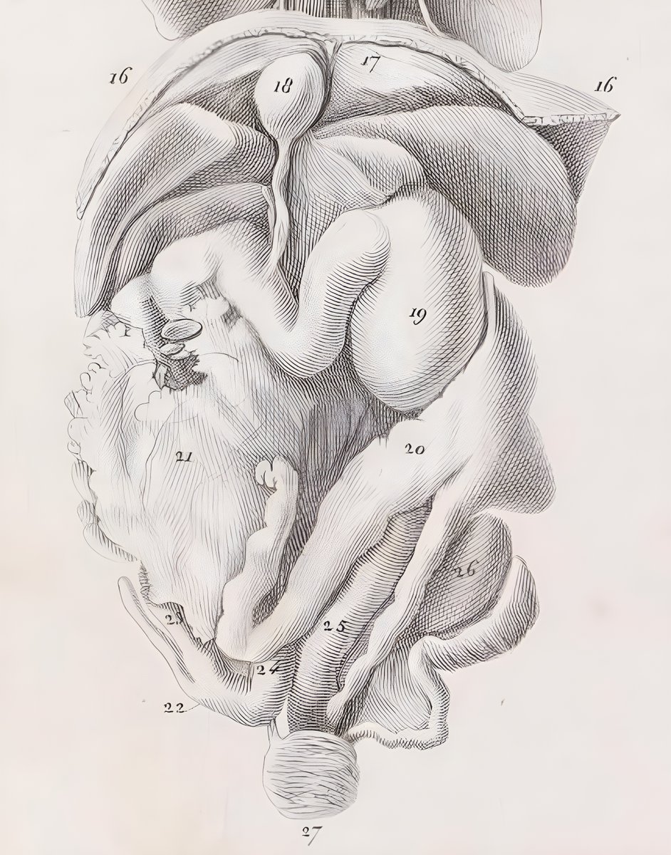 Does the platypus have a stomach? The perils of popular science. Would respected science sources sex up their stories? My new paper just out.
 meridian.allenpress.com/australian-z...