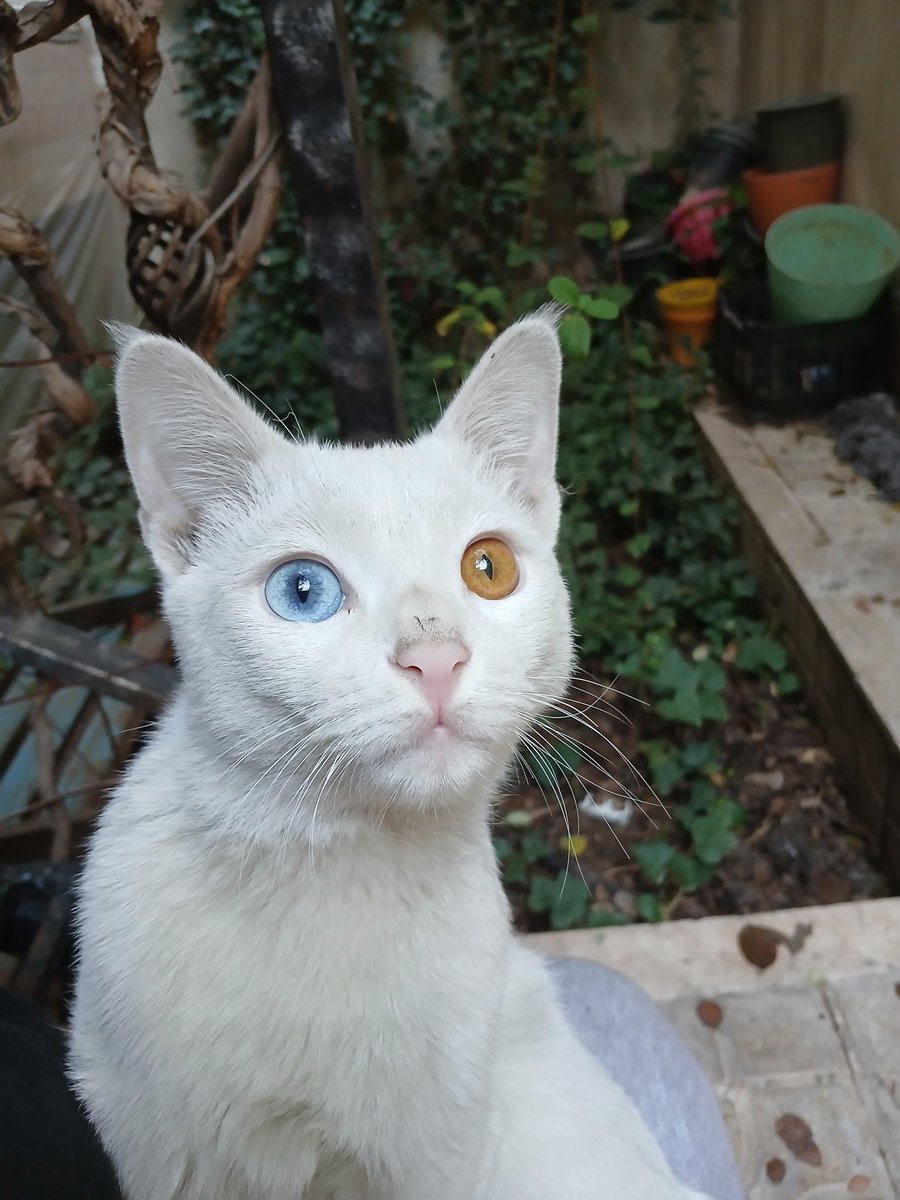 #گربه_گمشده 
دیروز چهارده فروردین، عصر که از پیاده‌روی برمی‌گشتم وقتی در خونه رو باز کردم دویید اومد تو، مشخصه خونگی بوده، فرار کرده یا رها شده

سنش رو دقیق نمی‌دونم ولی هنوز بچه‌ست
امیدوارم خانواده‌ش پیدا بشن و بخوانش
در غیر این صورت واگذار می‌شه

#مشهد 
احمدآباد، محدوده‌ی رضا