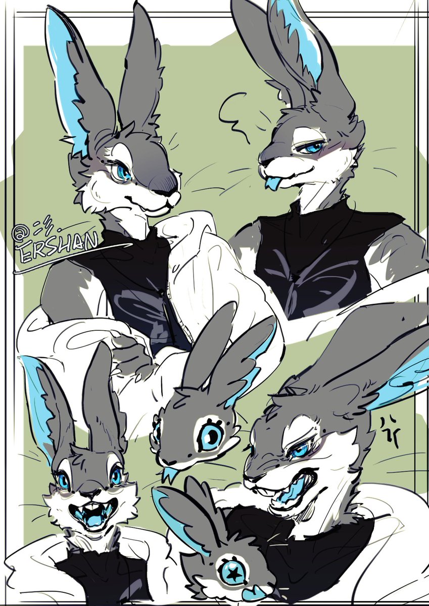 rabbit