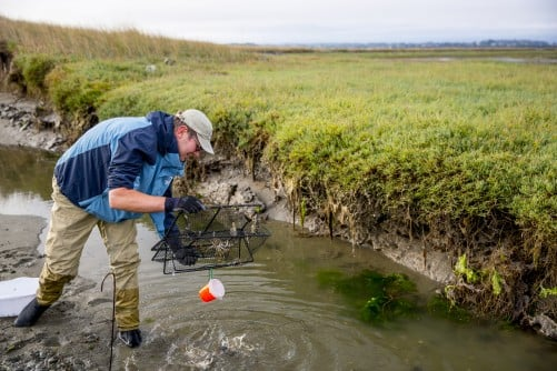 newswise's tweet image. Researchers to Map the Genome of the Invasive European Green Crab
newswise.com/articles/resea…
@whoisheartbreak 
#GeneticResearch #MarineEcology #EnvironmentalManagement #HabitatProtection #genomesequencing