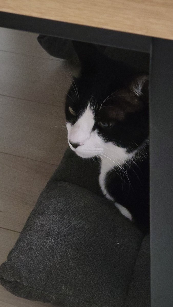にゃぁ@4猫兄妹 tweet media