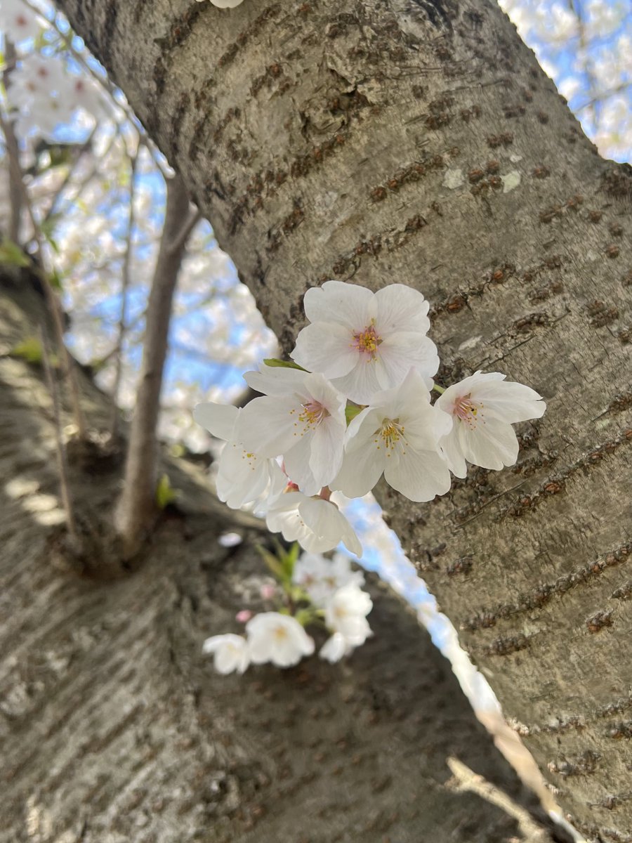 いいお天気で桜もきれいで幸せだ〜🌸