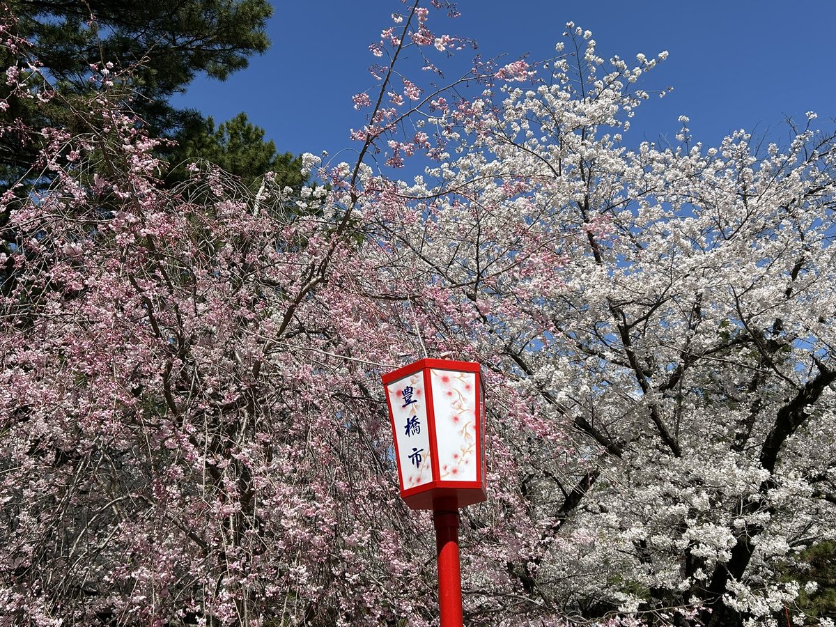 今日(4/4)は、天気も良く､昼食時の豊橋公園はお花見🌸や散歩の方々で､賑わっていました。
桜🌸は見ごろです。