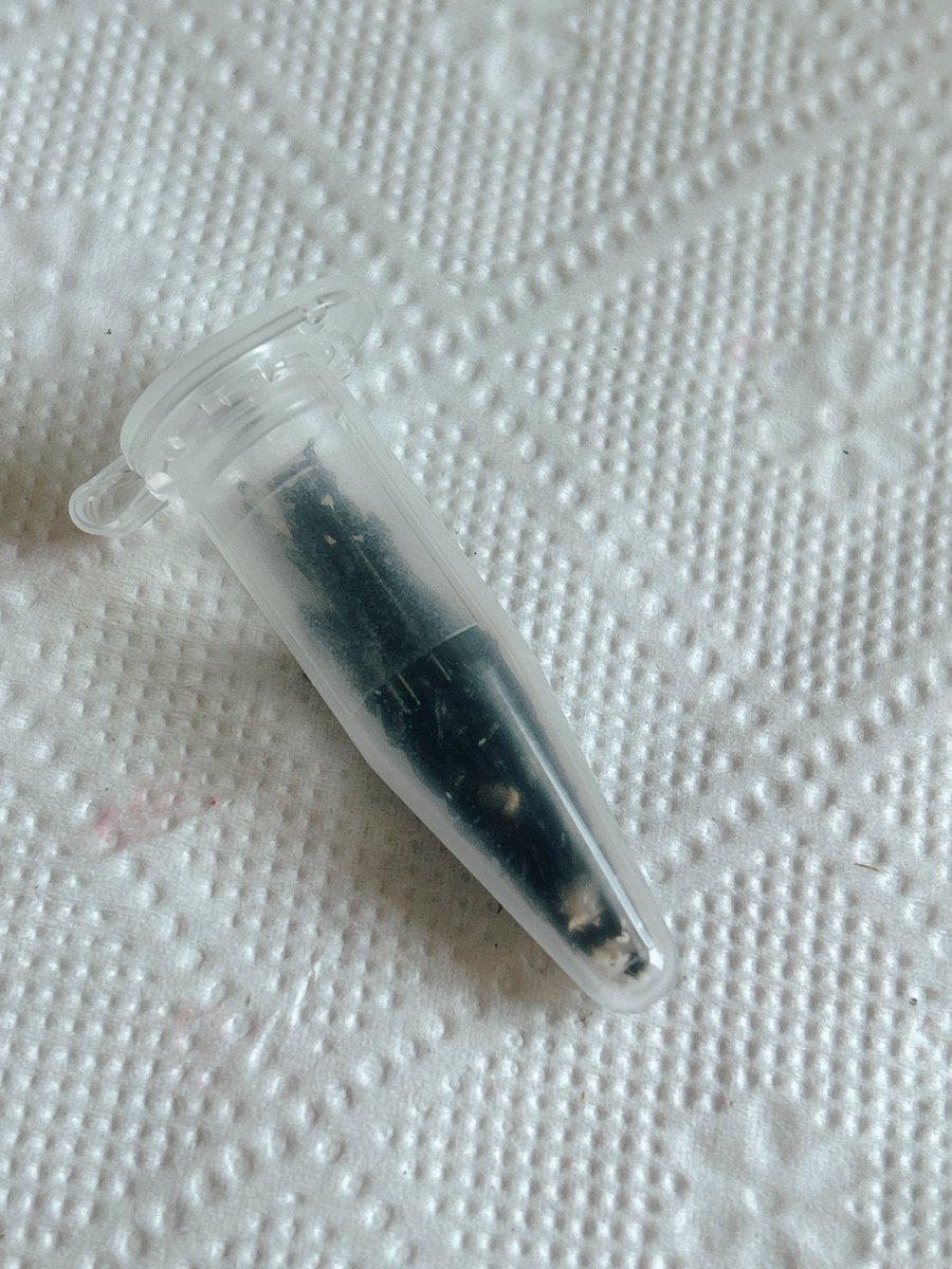 거봉이는 해마다 채종양이 늘어나는 것 같음…