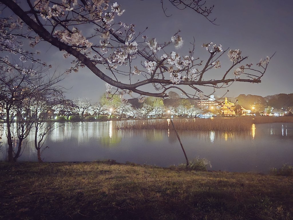 ChristellRBG's tweet photo. Cherry blossoms at Ueno Park, in Tokyo. I will be back.... https://t.co/41fq9tPk3B