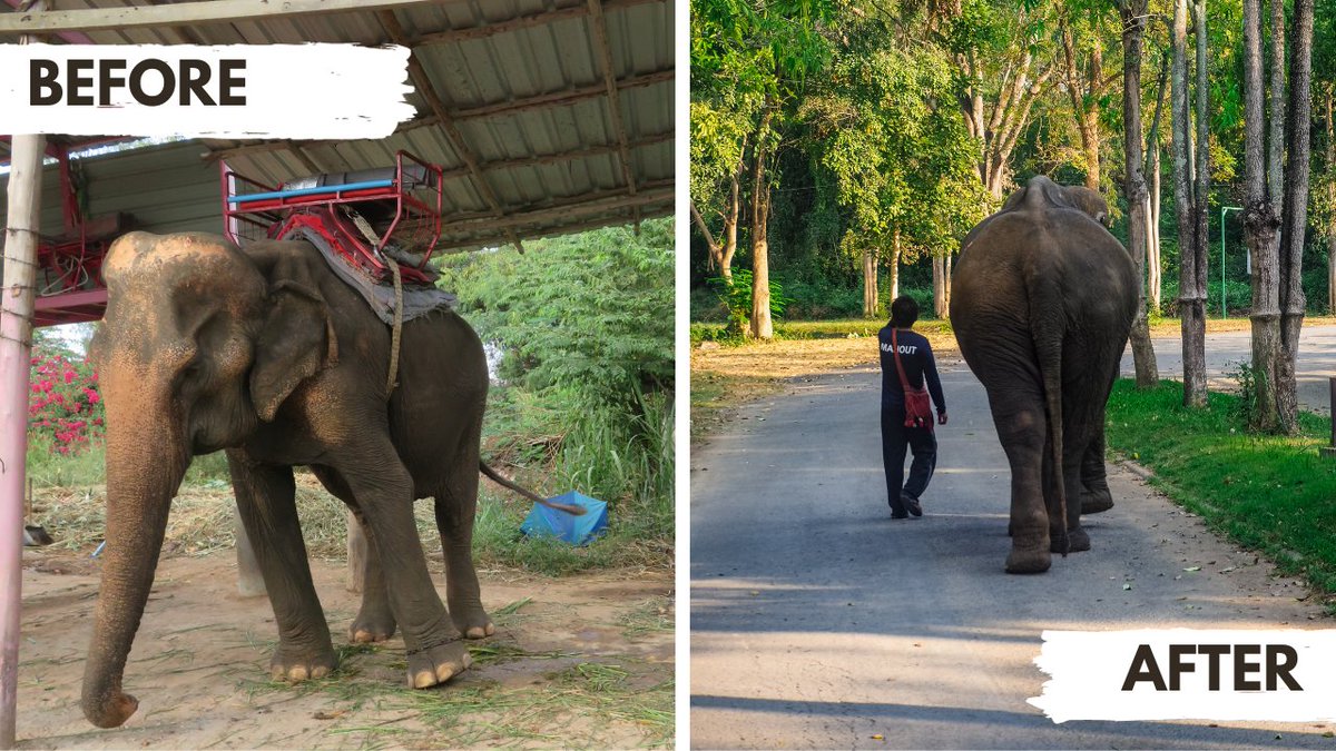 Unchained / Based Elephants is a project driving real-world impact.  

Skeptical? Here’s the before and after on Kham Phaeng’s life. 🐘