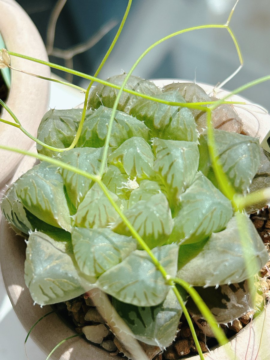 이거 혹시 꽃인가?