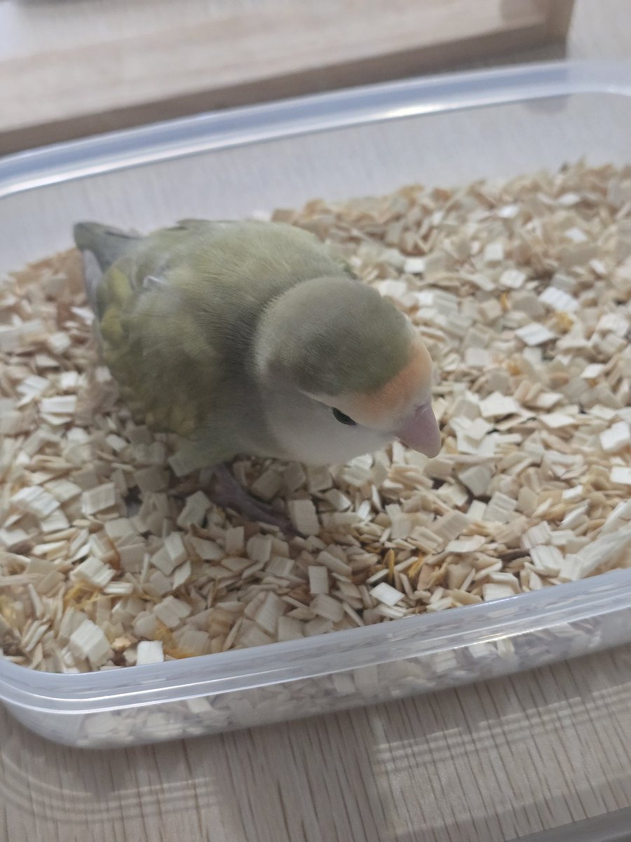 짹슨아 특식데이다