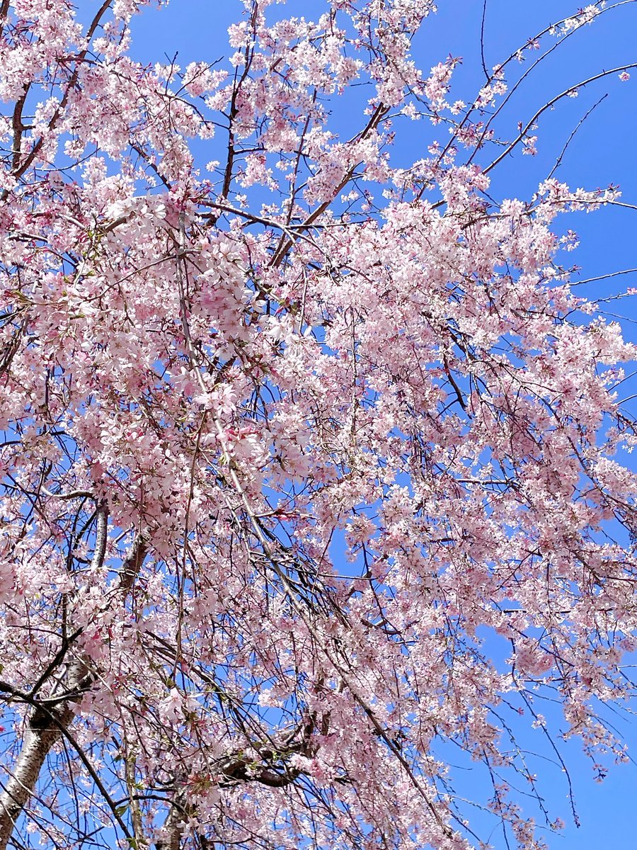 「病院行ったら近所の桜並木が満開だったのでスコーン買って1人でコーヒーと共に花見し」|りんこのイラスト