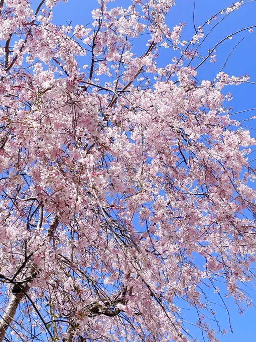 病院行ったら近所の桜並木が満開だったのでスコーン買って1人でコーヒーと共に花見してきた
