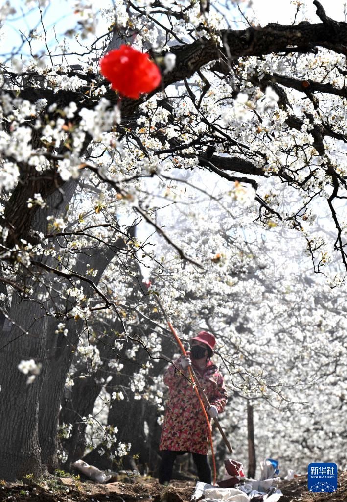 【河北趙縣：梨花綻放果園農事忙】
近日，#中國 #河北省 趙縣的25萬畝梨樹陸續開花，當地果農搶抓農時，給梨樹疏花授粉。