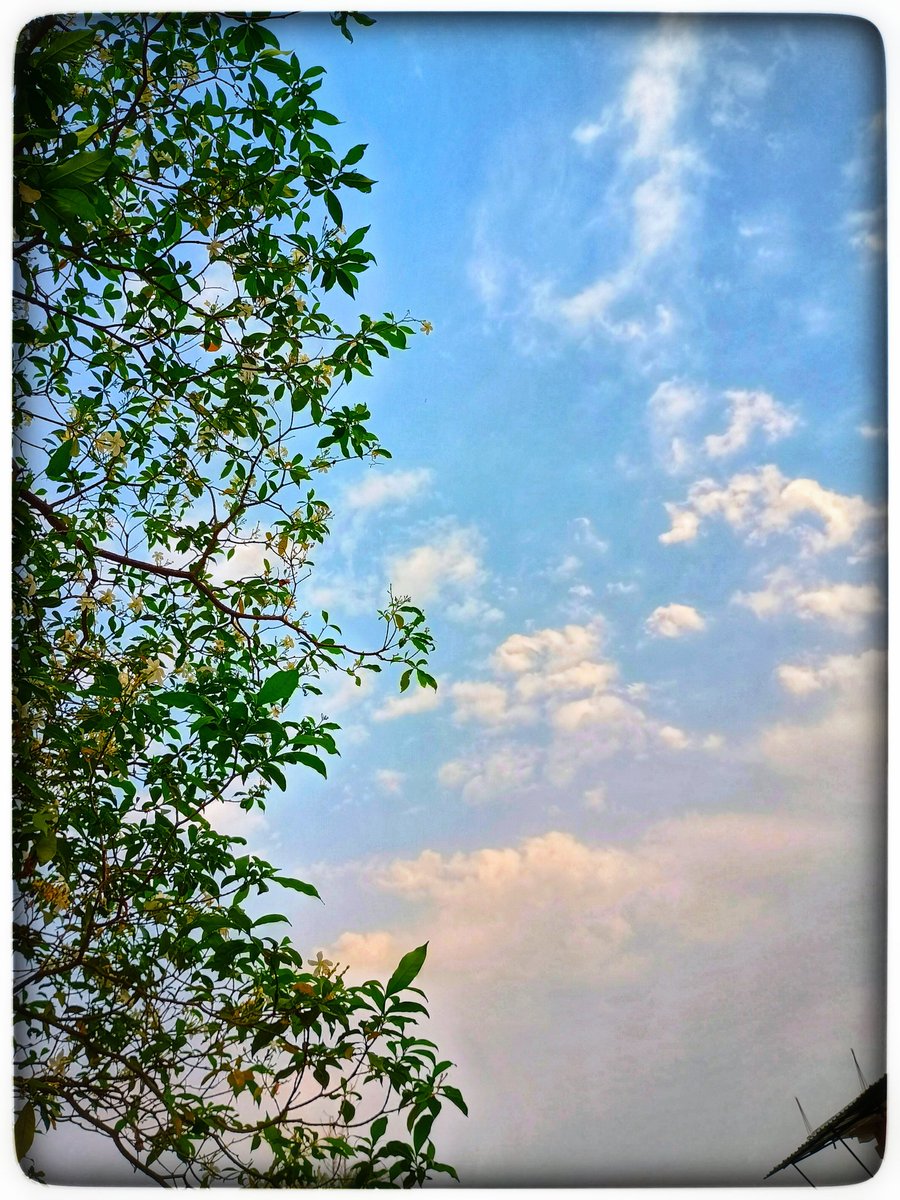 SakshiGirh23294's tweet image. The world feels new after the rain. A fresh sky, a fresh breeze, and a fresh start..! 😌🌿🍃
.
.
.
.
#PostRainVibes 
#PeacefulMornings
#NatureLover 
#MorningVibes