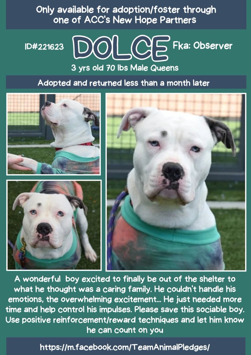 anja_brckner3's tweet image. Sweet #Dolce was given #Notime to #decompress and his #adopters #returned him to #NYCACC   #Queens 😩 
Now he&apos;s #RescueOnly
and in #danger 😦

I wish people would #realize that #adopting is not #amazon #shopping ❗

Please #foster or #Pledge4Rescue 🙏🏻

nycacc.app/#/browse/221623