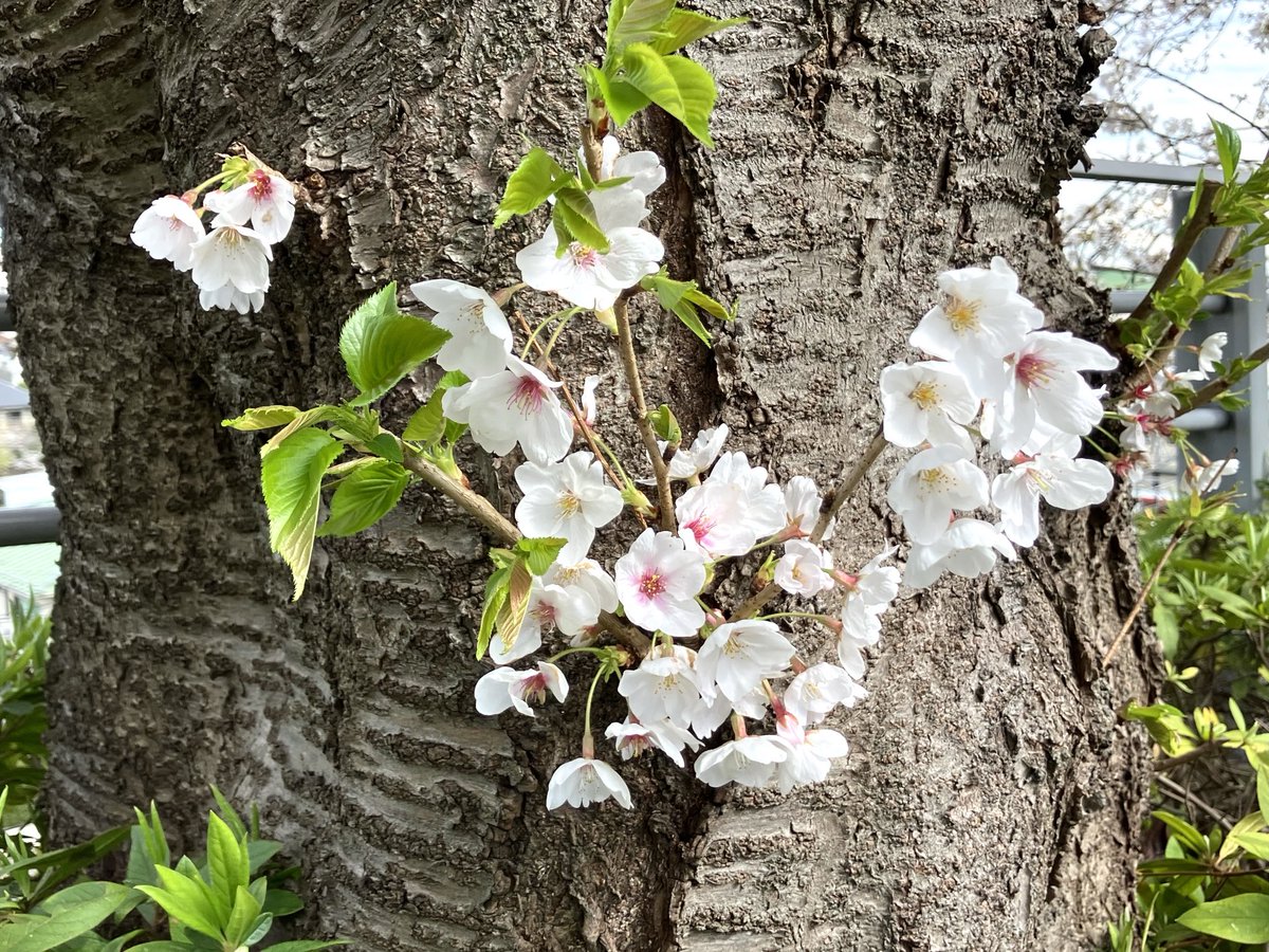 Iam90yearsold's tweet photo. 幹から出ているこういう桜が好きです。 https://t.co/E1Dkz056Wd
