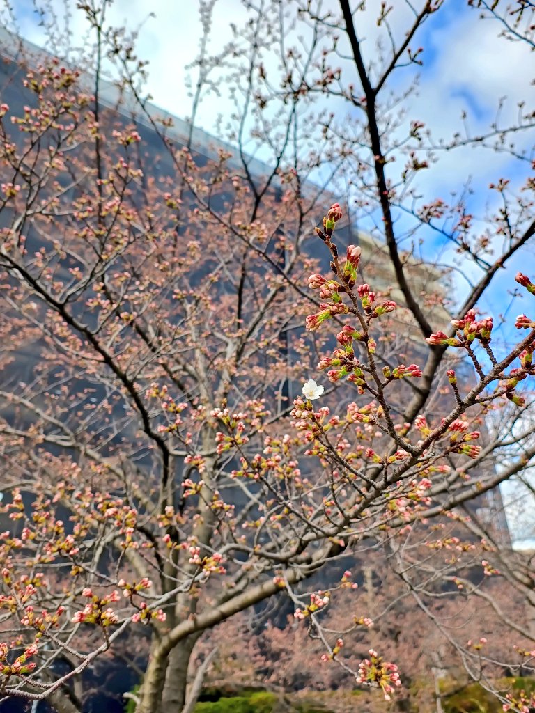 やすらぎ堤の桜一番乗りかな