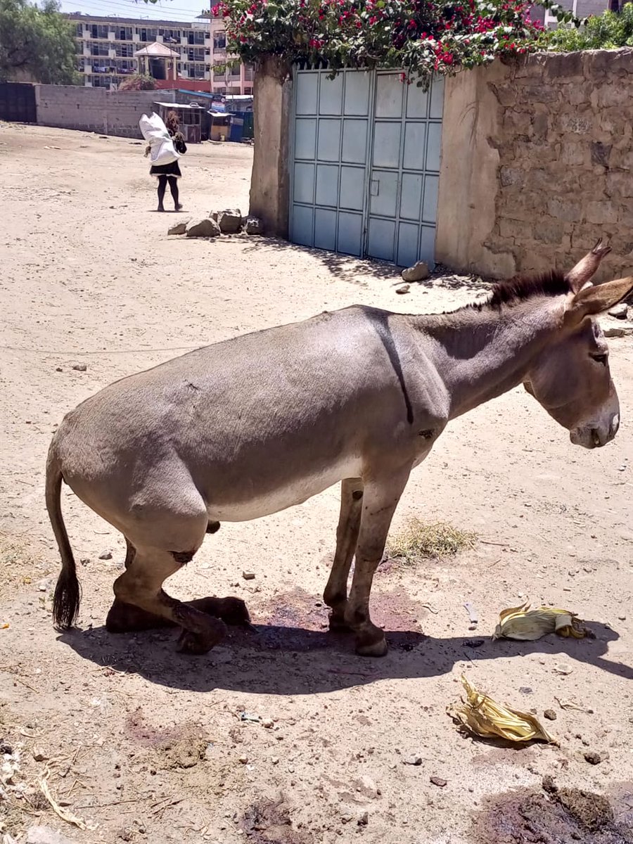 osoroKE's tweet photo. Donkey populations are declining rapidly due to illegal bush slaughter. It’s time for the government to enforce laws and stop this crisis! 🌅 #DonkeyProtection
#Enddonkeyskintrade
#FoodSafety https://t.co/lAbjHkzAiG