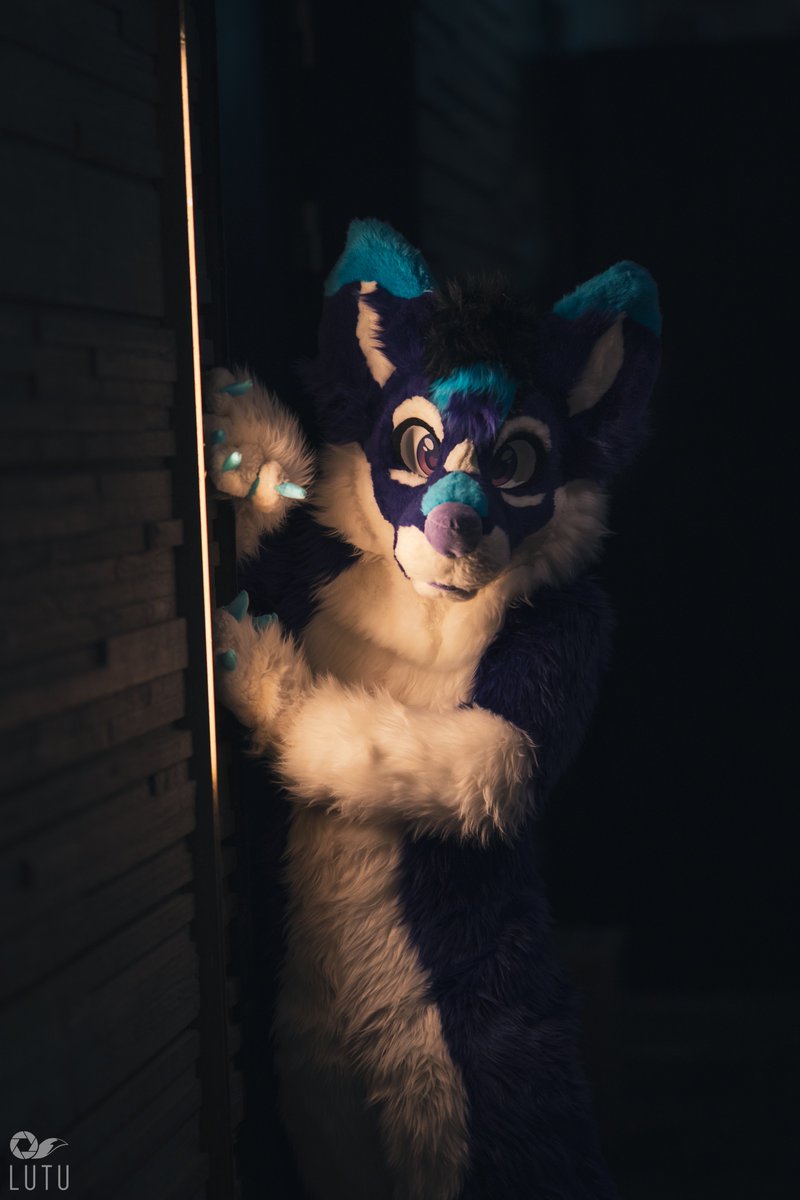 Happy #FursuitFriday!

📷 <a href="/Lutufox/">Lutu 💙💛</a> 
🪡 <a href="/AltaWoof/">Alta!! 🔜 Pawske, MFF</a> 
📍 #NFC25