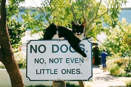 boturitter's tweet image. &quot;Rules are for dogs...and maybe not even little ones! 😉&quot; #catlife #rebel #noDogsAllowed #funnycat #catmemes