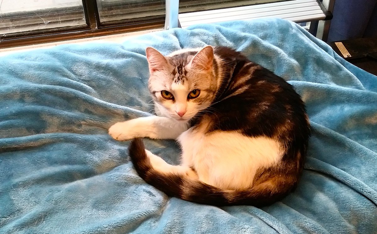 Diary of a cat servant: For today's #FlashbackFriday what do you think Ella's face is telling me? 😆