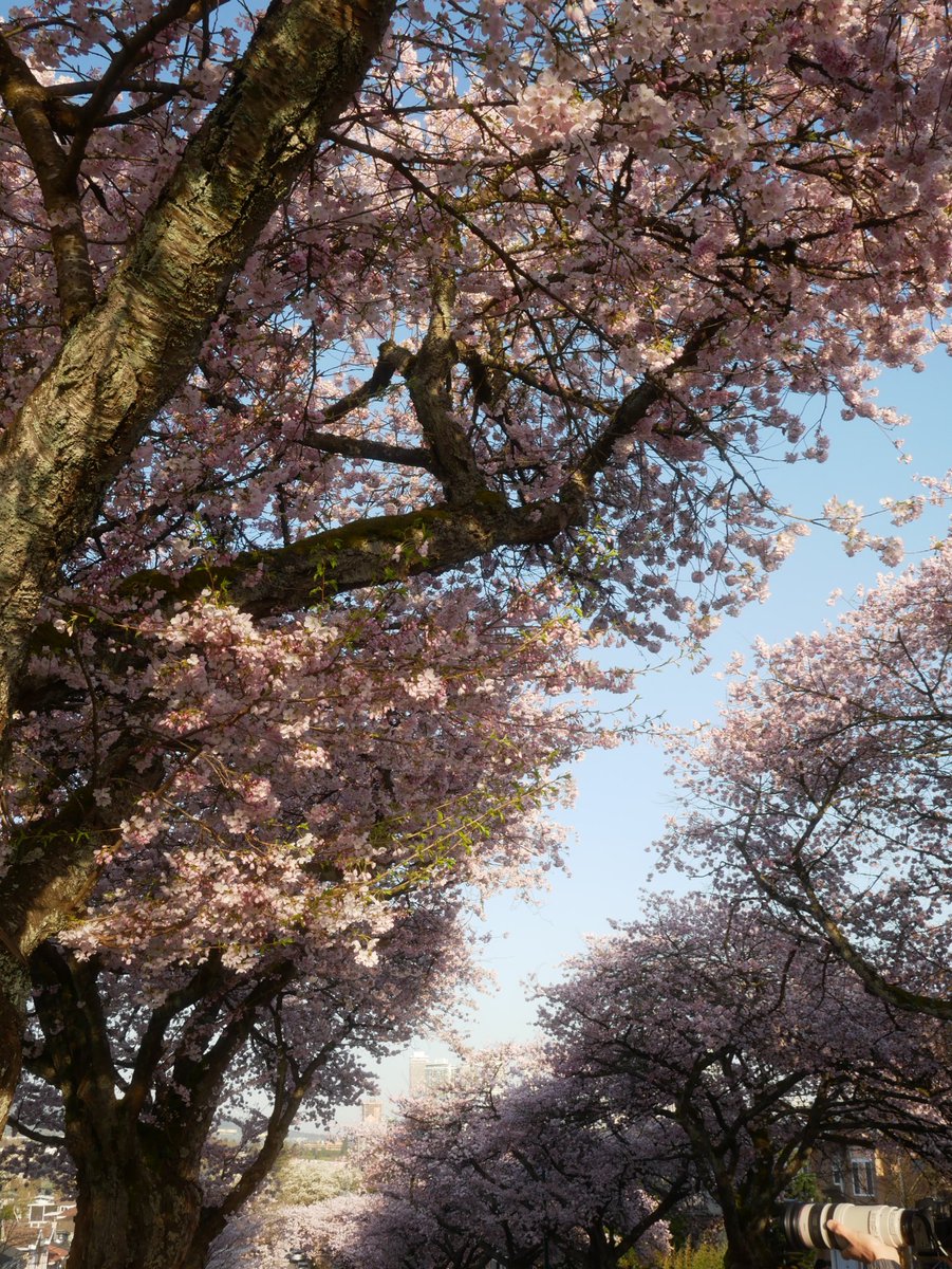 today i walked to find cherry blossoms trees :)