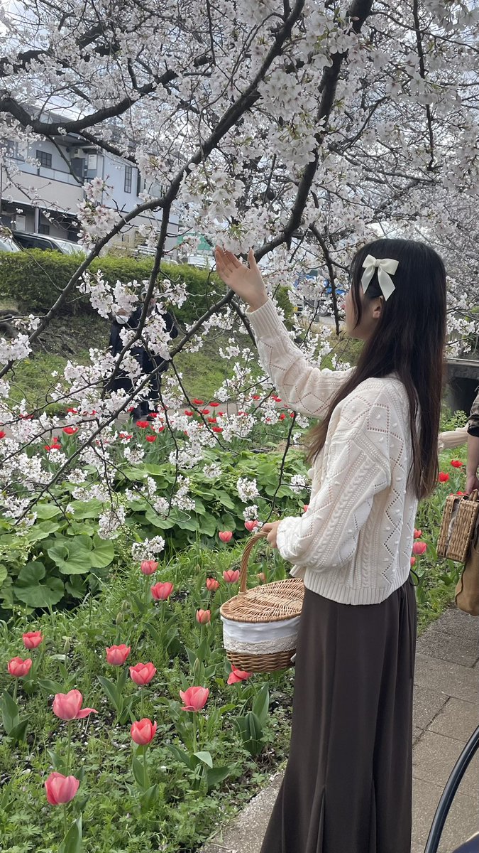 jihyo_21__'s tweet photo. 桜とチューリップ一緒に見れた🌸🌷🤍

 #江川せせらぎ緑道 https://t.co/rscrzlwvfk