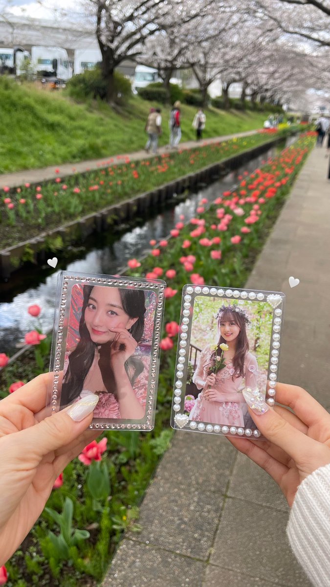 jihyo_21__'s tweet photo. 桜とチューリップ一緒に見れた🌸🌷🤍

 #江川せせらぎ緑道 https://t.co/rscrzlwvfk