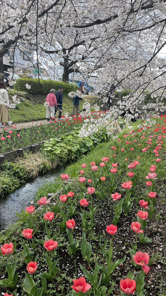 jihyo_21__'s tweet photo. 桜とチューリップ一緒に見れた🌸🌷🤍

 #江川せせらぎ緑道 https://t.co/rscrzlwvfk