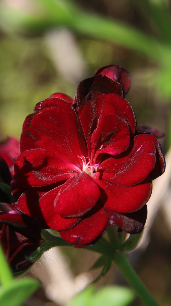 gontanokoneroku's tweet photo. Geranium 😳 

#Photography #Flowers #Geranium https://t.co/qRKs9PgnLM
